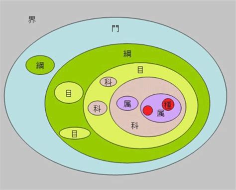 界門綱目科屬種查詢|分類ってなに？ー「界・門・綱・目・科・属・種」の。